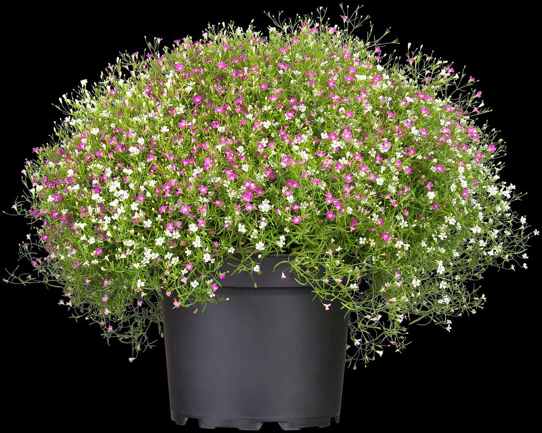 Gypsophila muralis