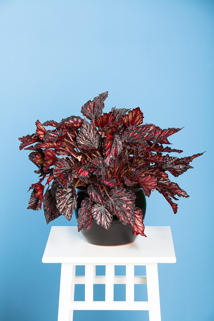 Begonia rex