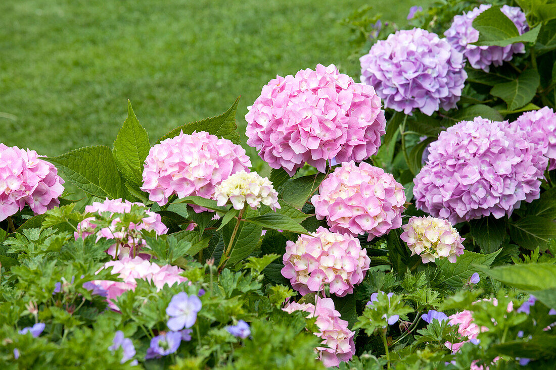 Hydrangea 'Endless Summer'®