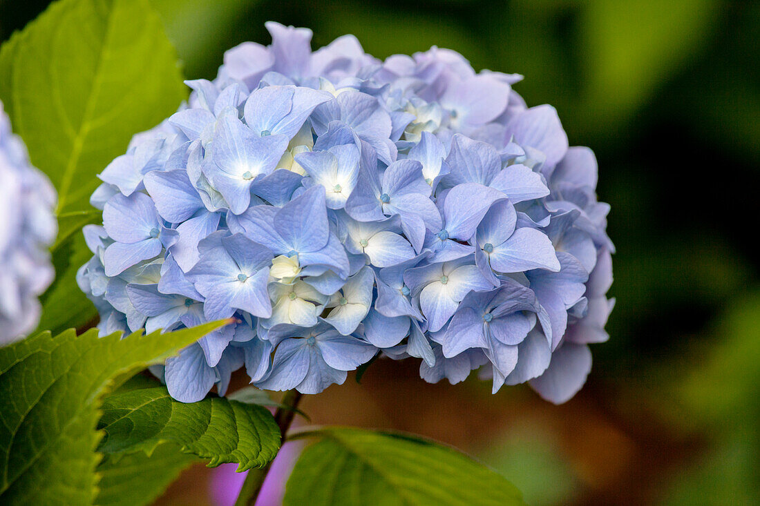 Hydrangea 'Endless Summer'®