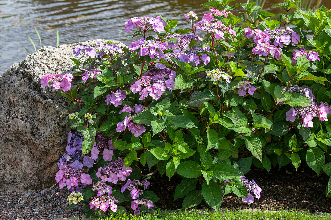 Hydrangea 'Endless Summer'®