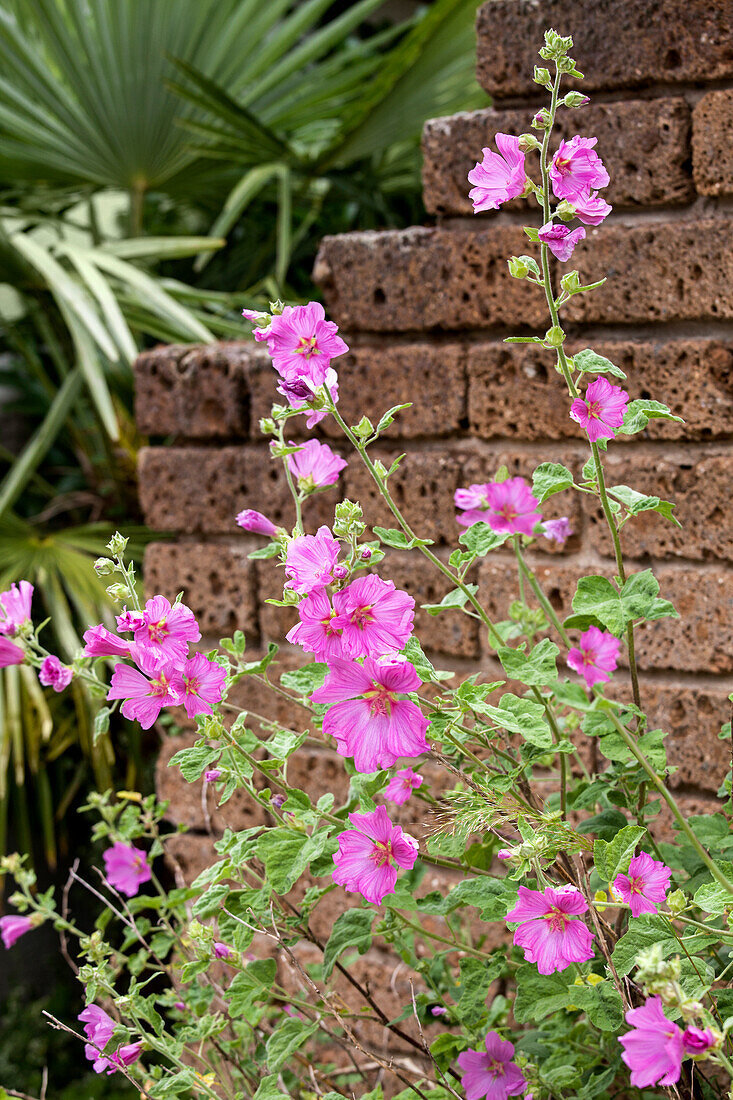 Malva moschata