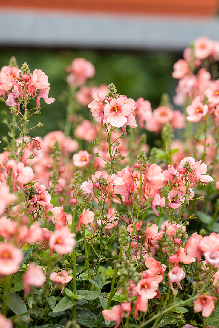 Diascia vigilis My Darling 'Peach'