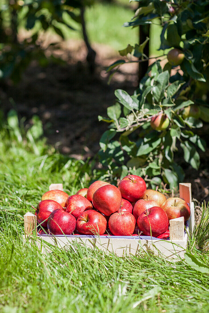 Malus domestica 'Red Prince®'