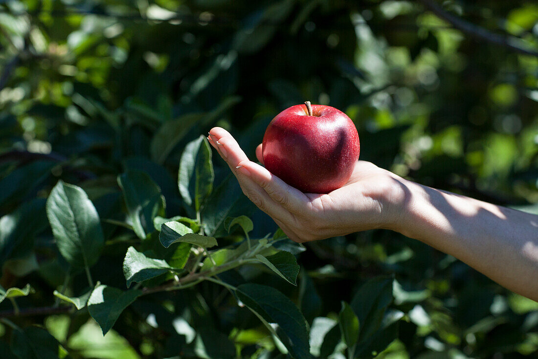 Malus domestica 'Red Prince®'