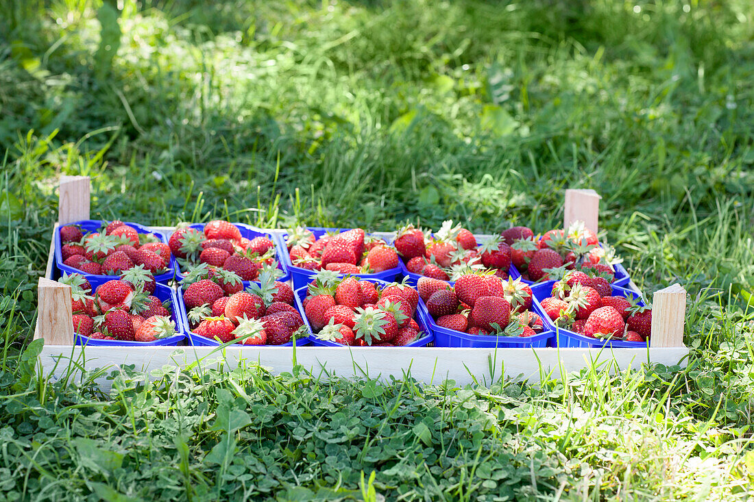 Fragaria x ananassa