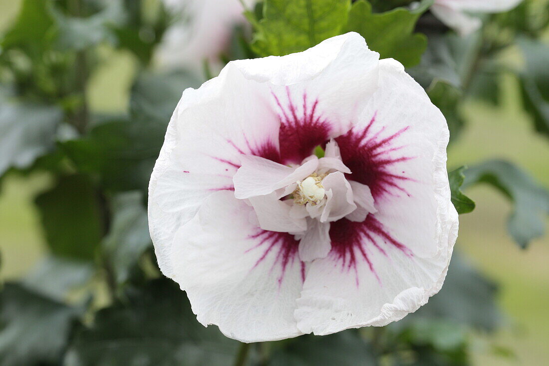 Hibiscus syriacus