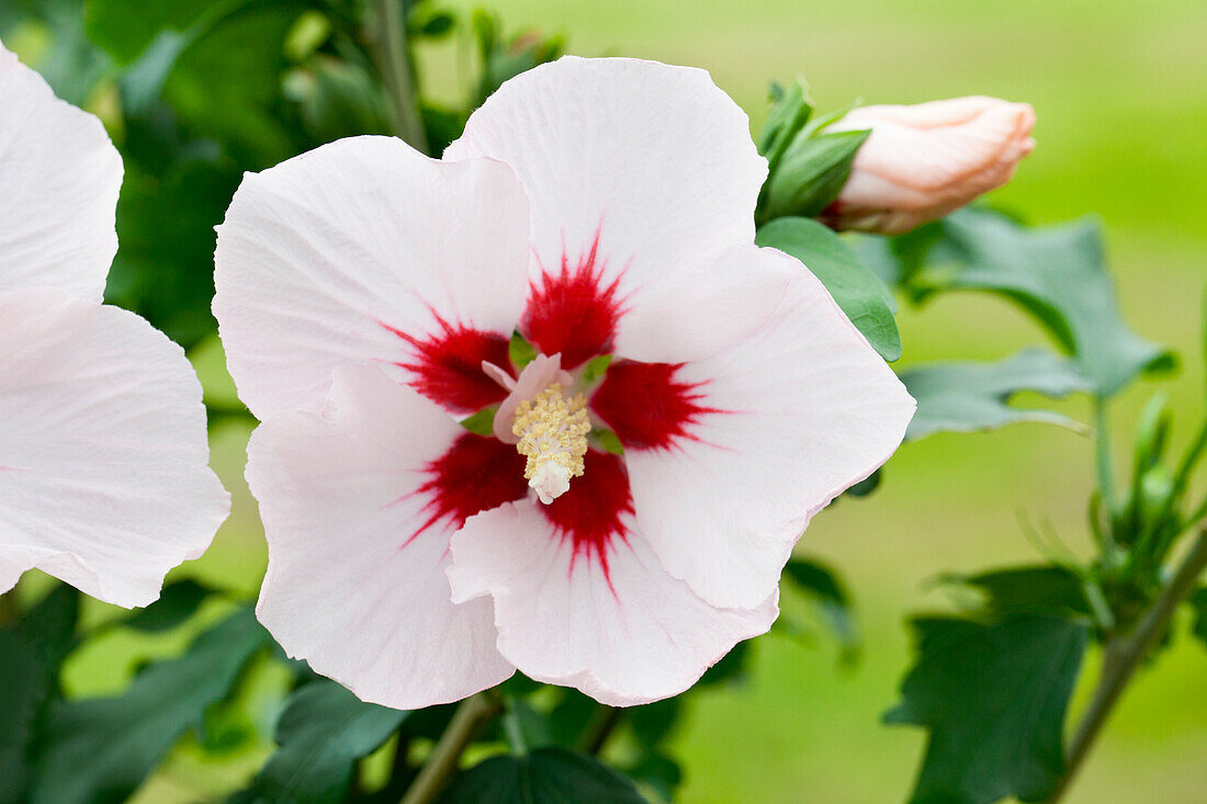 Hibiscus syriacus