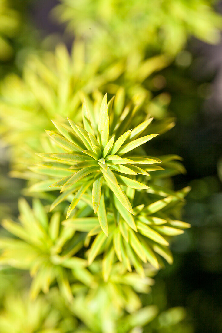 Taxus baccata