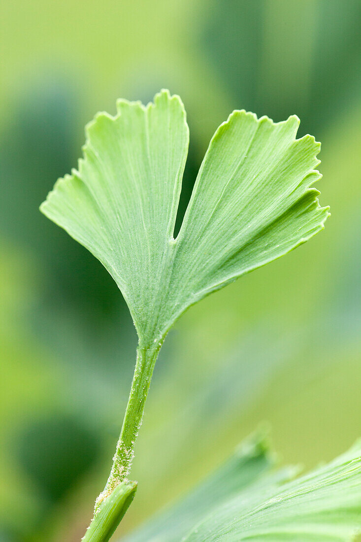 Ginkgo biloba