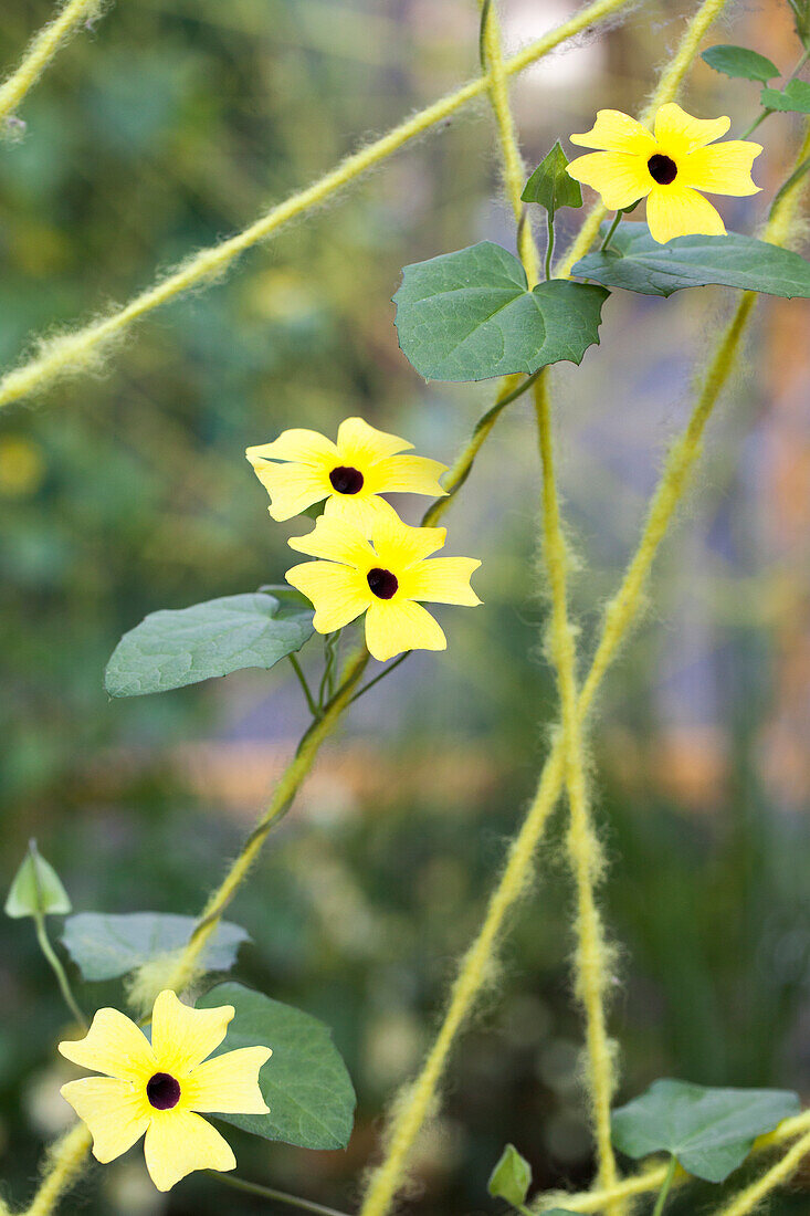 Thunbergia alata