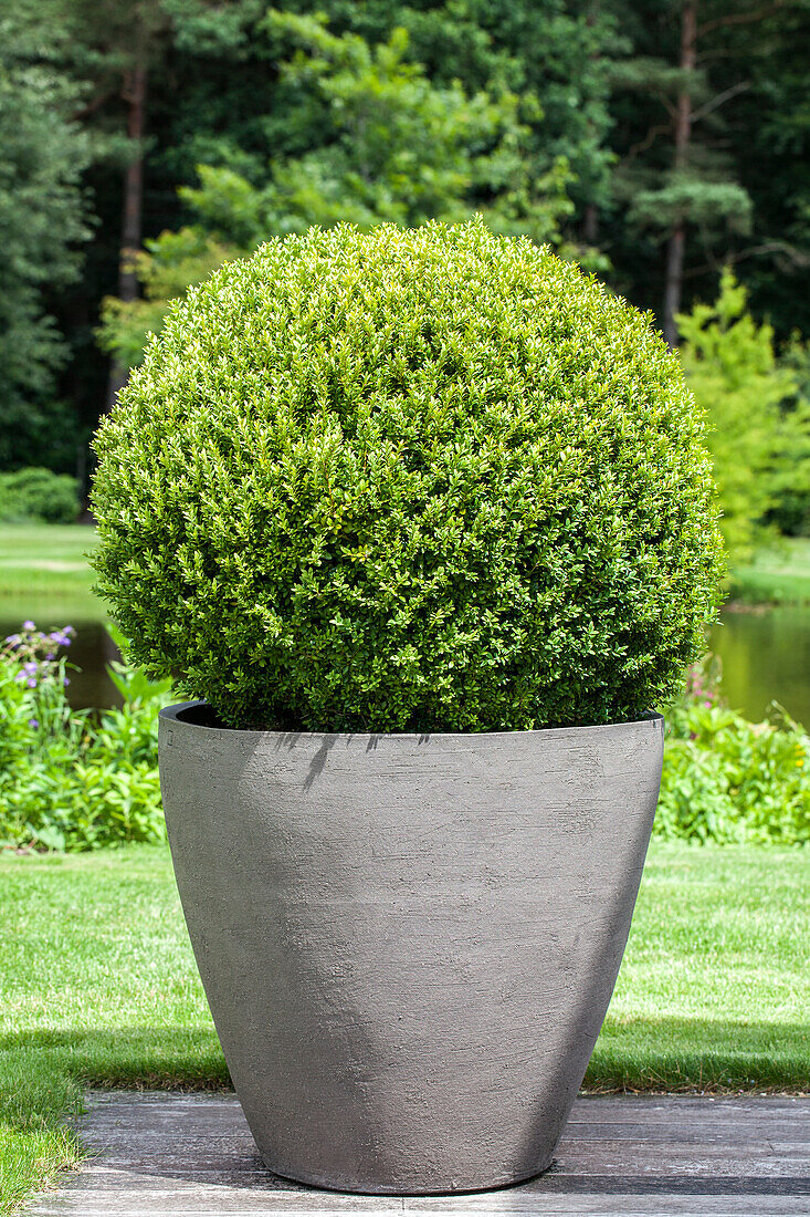 Buxus sempervirens, Kugel