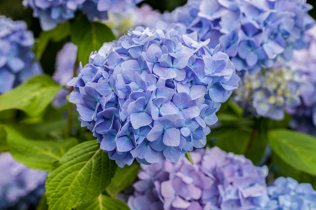 Hydrangea macrophylla, blue