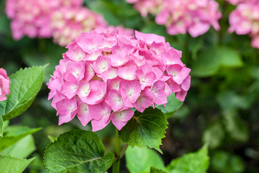 Hydrangea macrophylla, rosa