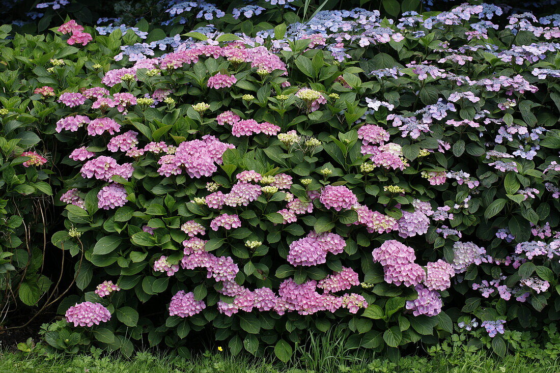 Hydrangea macrophylla, pink