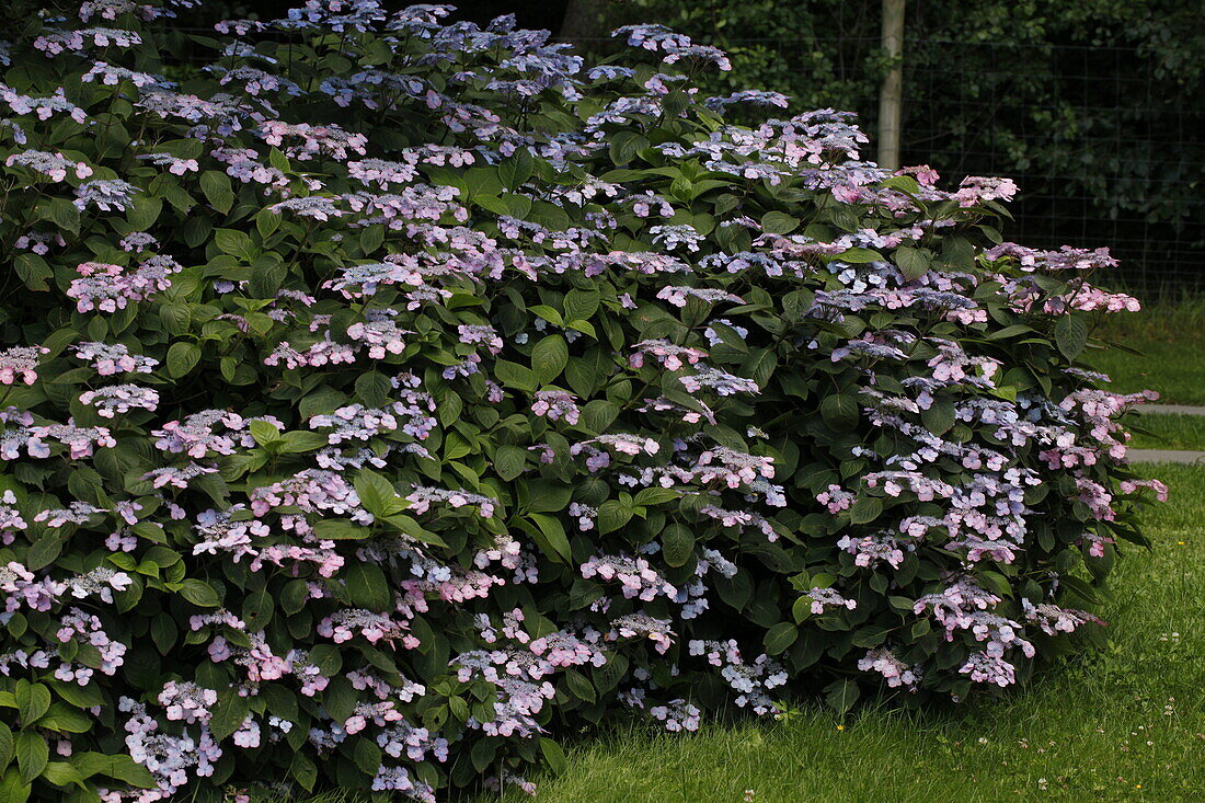 Hydrangea macrophylla, rosa Tellerblüten