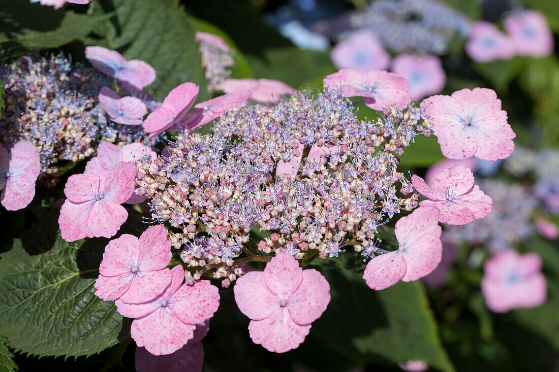 Hydrangea macrophylla, rosa Tellerblüten