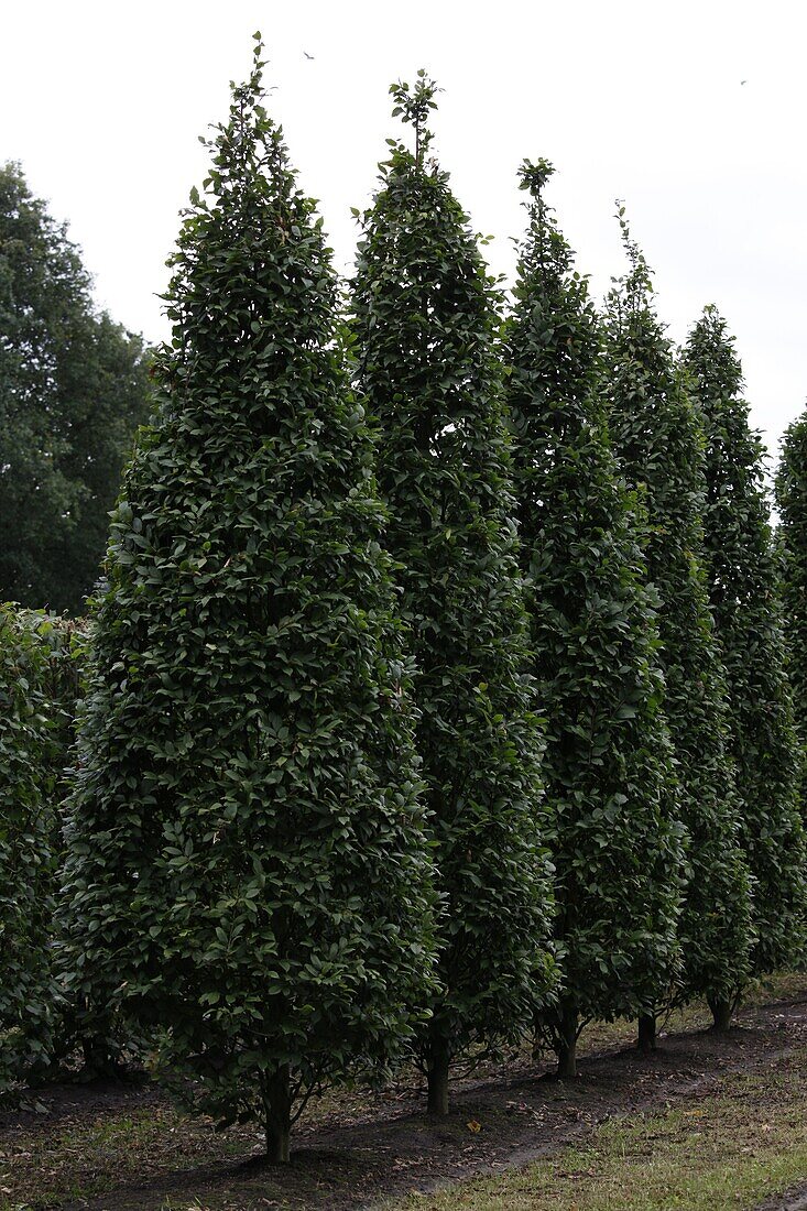 Carpinus betulus Frans Fontaine