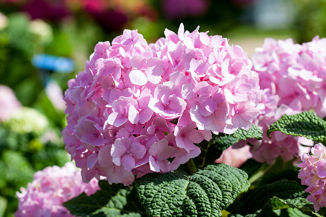 Hydrangea macrophylla, rosa