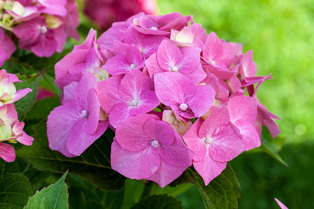 Hydrangea macrophylla, pink