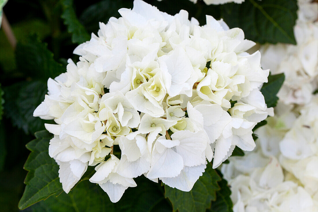 Hydrangea macrophylla, weiß