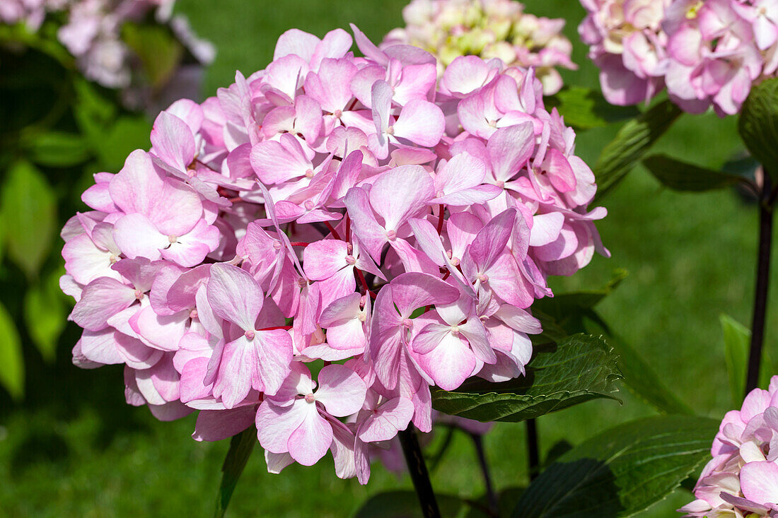 Hydrangea macrophylla 'Nigra'