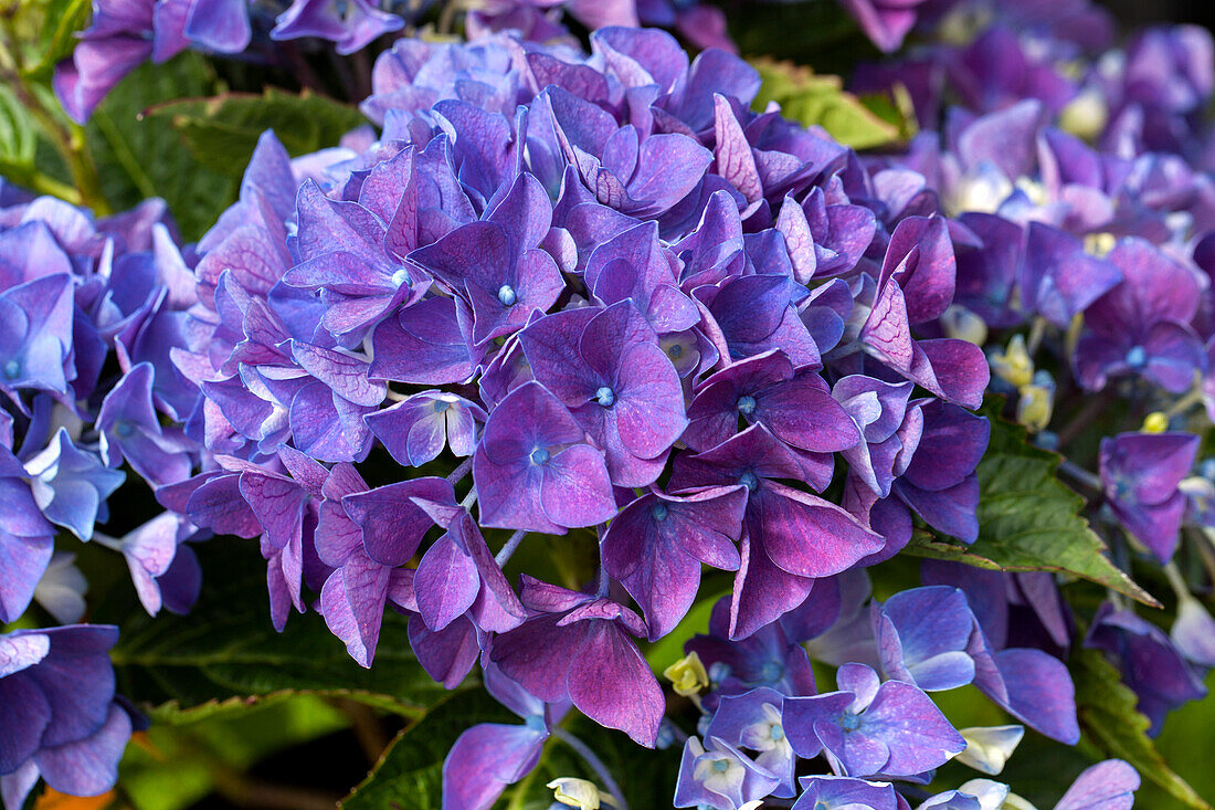 Hydrangea macrophylla 'Rendez-Vous'®