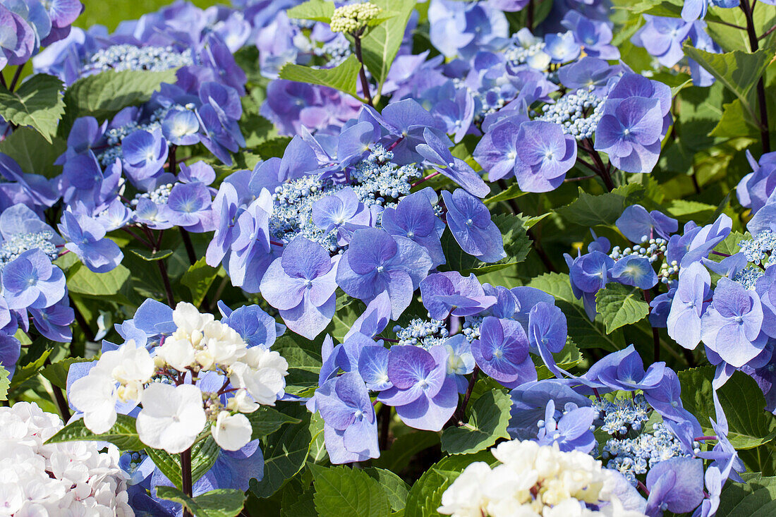 Hydrangea macrophylla, blue plate flowers