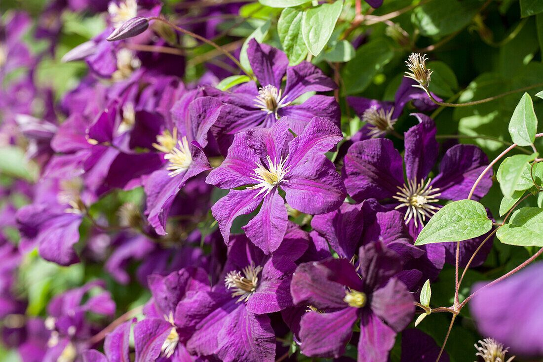 Clematis viticella Etoile Violette