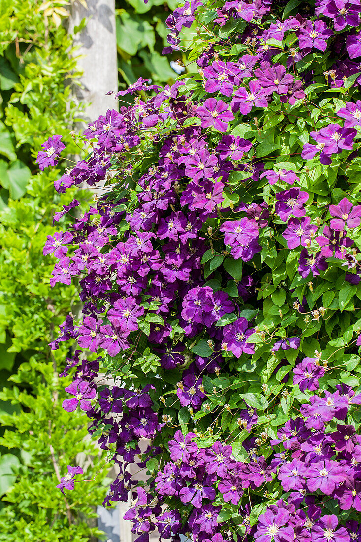 Clematis viticella 'Etoile Violette'