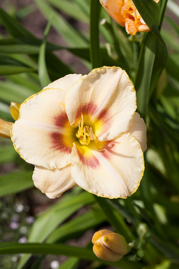 Hemerocallis 'Custard Candy'