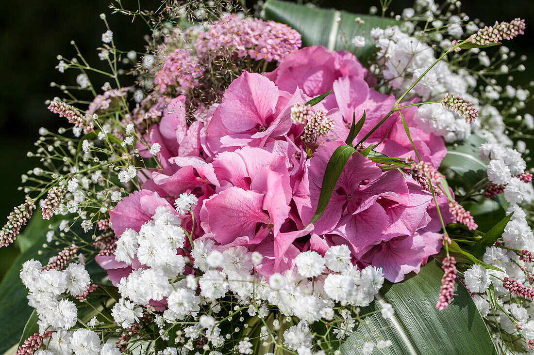 Hydrangea macrophylla