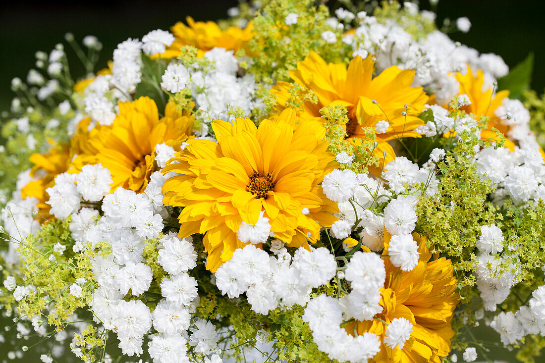 Chrysanthemum indicum