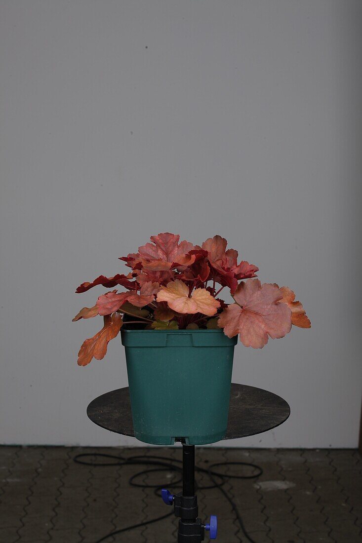 Heuchera