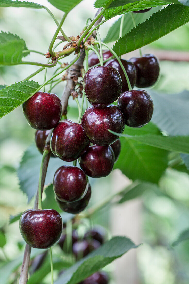 Prunus avium 'Regina'.