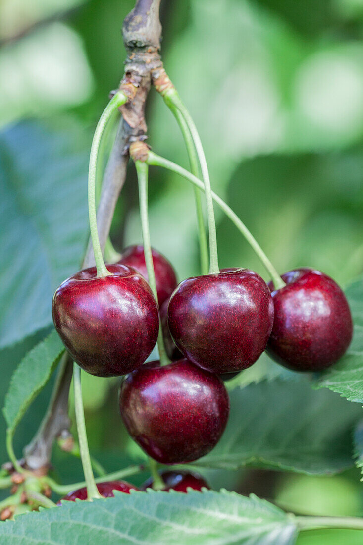 Prunus avium 'Regina'.