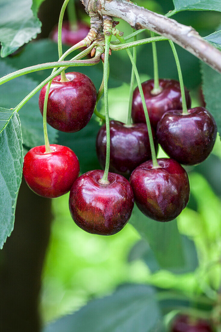 Prunus avium 'Regina'