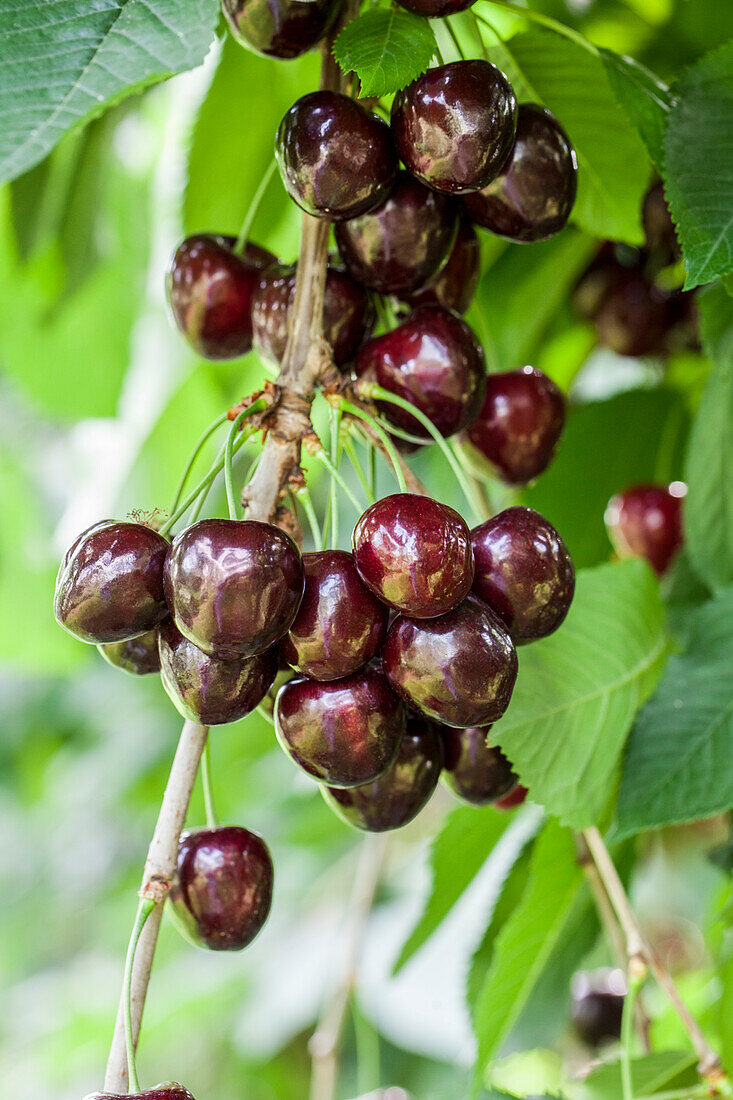 Prunus avium 'Kordia'®