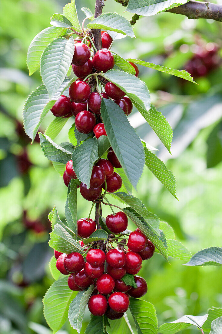 Prunus avium 'Skeena'.