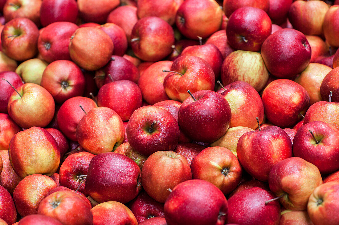 Malus domestica 'Red Prince®'