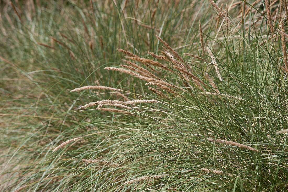 Ammophila arenaria