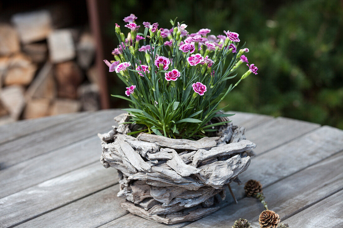 Dianthus caryophyllus