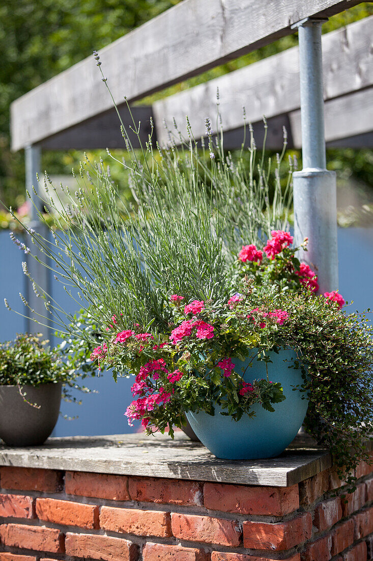 Group planting with Verbena