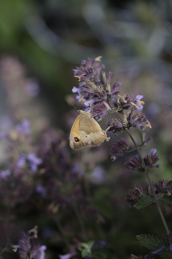 Unknown with butterfly