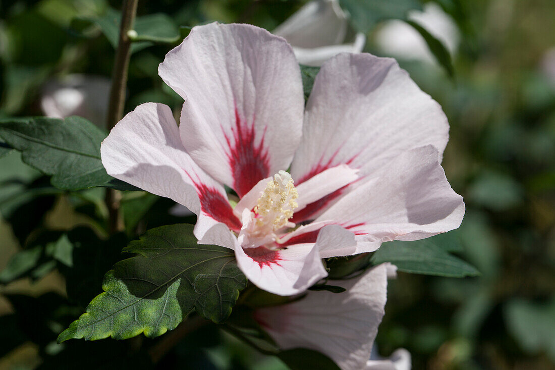 Hibiscus syriacus Hamabo