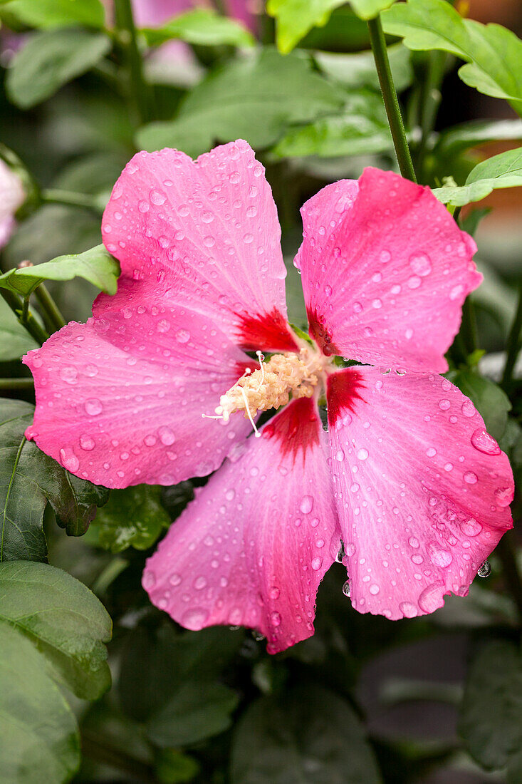 Hibiscus syriacus