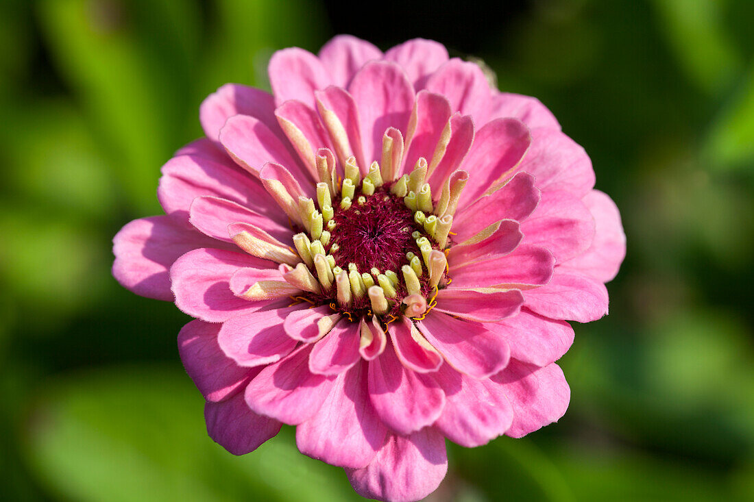 Zinnia 'Double Zahara Strawberry'