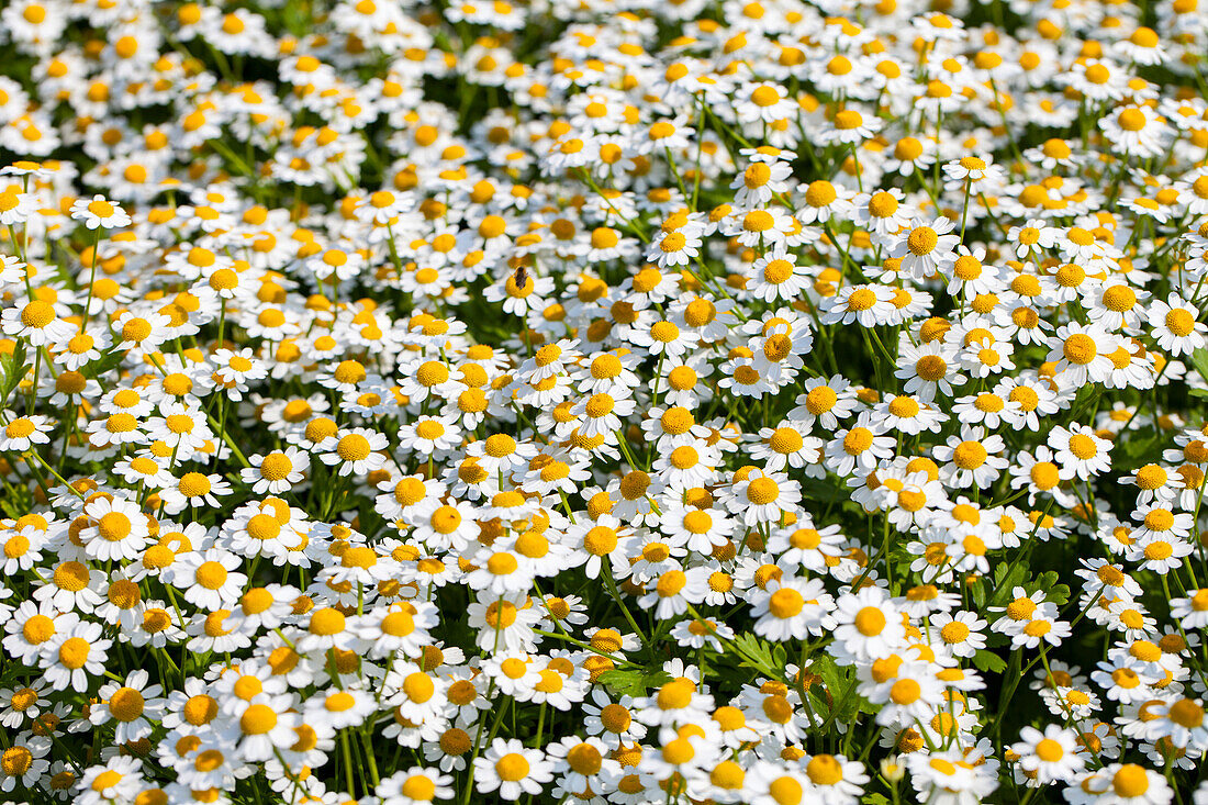 Tanacetum coccineum