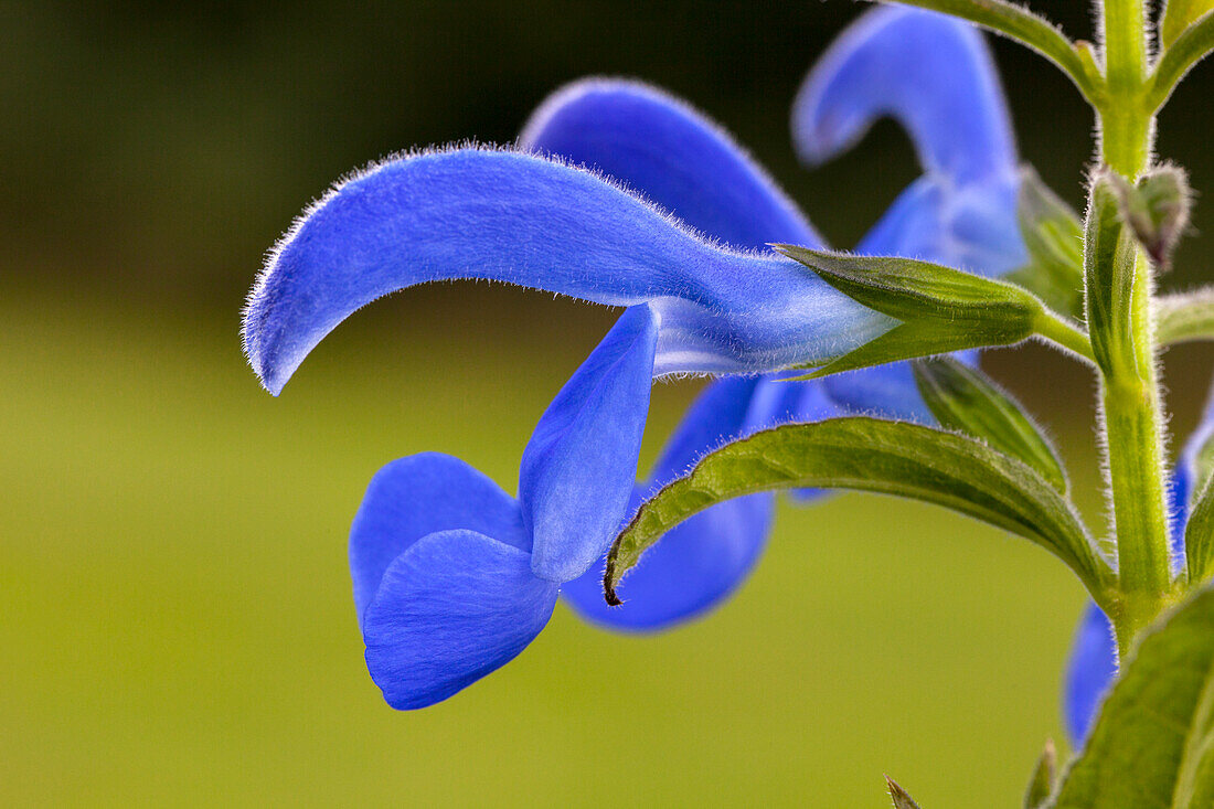 Salvia pratensis