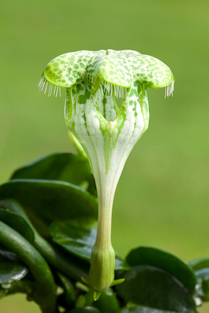 Ceropegia sandersonii